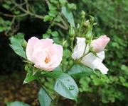 Rosa_Bordurella-Watertuin1.JPG