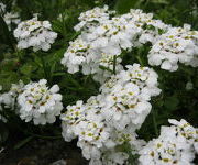 Iberis_sempervirens_Schneeflocke_-Watertuin_1.JPG