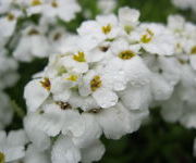 Iberis_sempervirens_Schneeflocke_-Watertuin_2.JPG