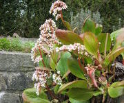 Bergenia_Bressingham_White-_Watertuin_2.JPG