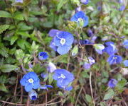Veronica peduncularis 'Georgia Blue'