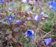 Veronica_peduncularis_Georgia_Blue_-_Watertuin_1.JPG