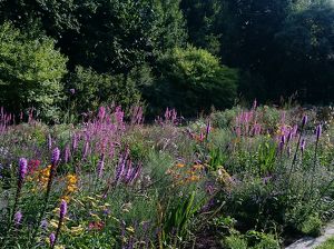 Prairieborder