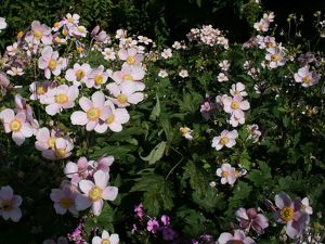 Anemone robustissima