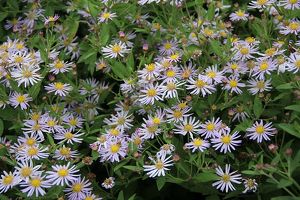 Aster ageratoides 'Asran'