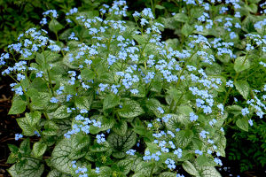 Brunnera 'Jack Frost'