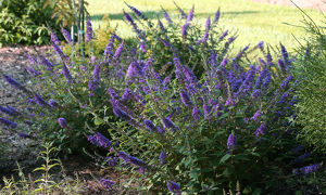 Buddleja 'Blue Chip'