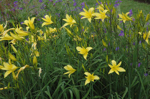 Hemerocallis citrina