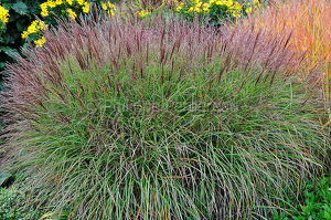 Miscanthus 'Kleine Silberspinne'