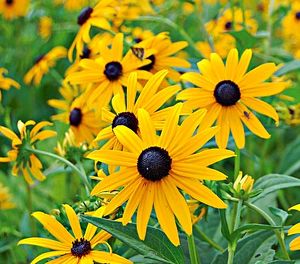 Rudbeckia 'Goldsturm'