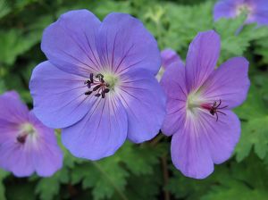 Geranium 'Rozanne'