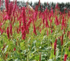 Persicaria amplexicaulis