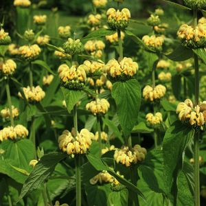 Phlomis russeliana