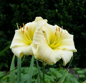 Hemerocallis #1