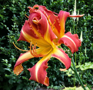 Hemerocallis #2