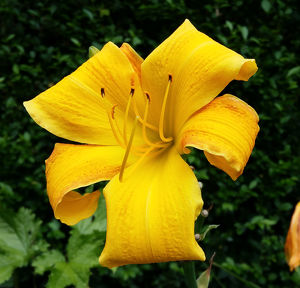 Hemerocallis #3