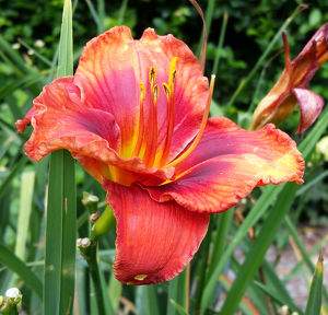 Hemerocallis #4