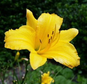 Hemerocallis #5