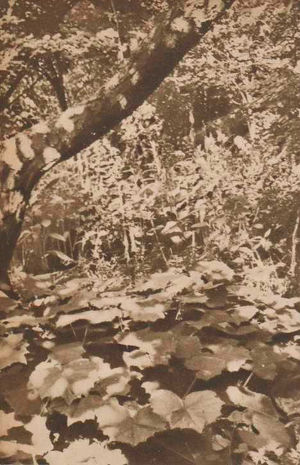 Grillig wordt het zonlicht teruggekaatst door het hoefblad, dat in een groote hoeveelheid aan de voet van een appelboom groeit