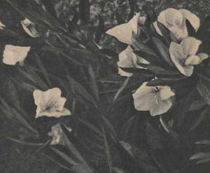 Oenothera missoeriensis