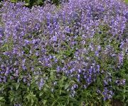 Nepeta sibirica 'Blue Beauty'