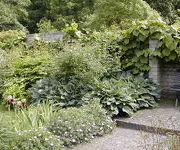 Hosta fortunei 'Hyacinthina'