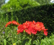 Lychnis chalcedonica