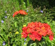 Lychnis_chalcedonica_2.JPG