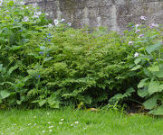 Aruncus 'Horatio'