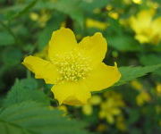 Kerria japonica