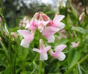 Lathyrus vernus