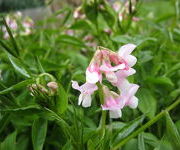 Lathyrus_vernus_-Bloementerras_1.JPG