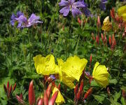 Oenothera fruticosa 'Fyrverkeri'