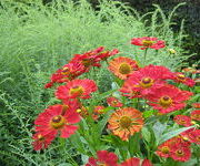 Helenium 'Dunkle Pracht'