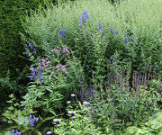 Aconitum cammarum 'Franz Marc'