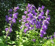 Campanula latifolia 'Lotze's Dark Bells'