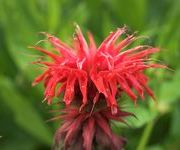 Monarda 'Gardenview Scarlet'