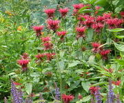 Monarda_Gardenview_Scarlet.JPG