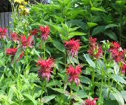 Monarda_Gardenview_Scarlet_2.JPG