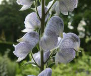 Aconitum napellus 'Stainless Steel'