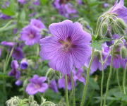 Geranium x magnificum 'Rosemoor'