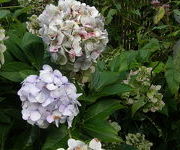 Hydrangea macrophylla 'Otaksa'