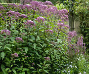 Eupatorium maculatum 'Purple Bush'