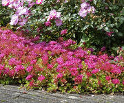 Sedum_spurium_Schorbuser_Blut.jpg