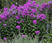 Phlox 'Robert Poore'