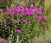 Phlox_Robert_Poore_3.jpg
