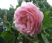 Rosa 'Constance Spry'