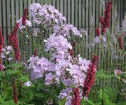 Persicaria amplexicaulis 'Taurus'