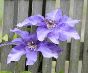 Clematis 'The President'