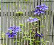 Clematis_The_President_2013-A-B.jpg